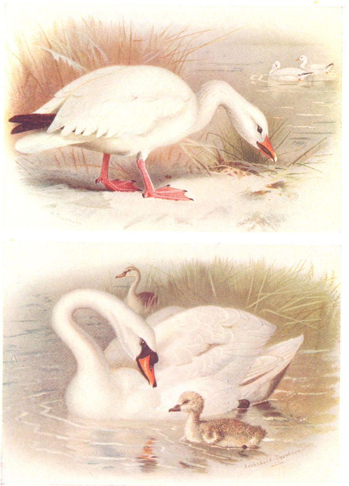 BRITISH BIRDS. Snow-Goose; Mute Swan. THORBURN 1925 old vintage print picture
